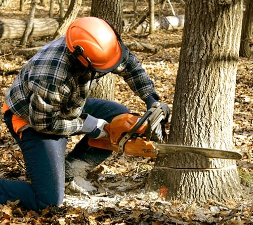 Tree Removal in New Bloomington, OH